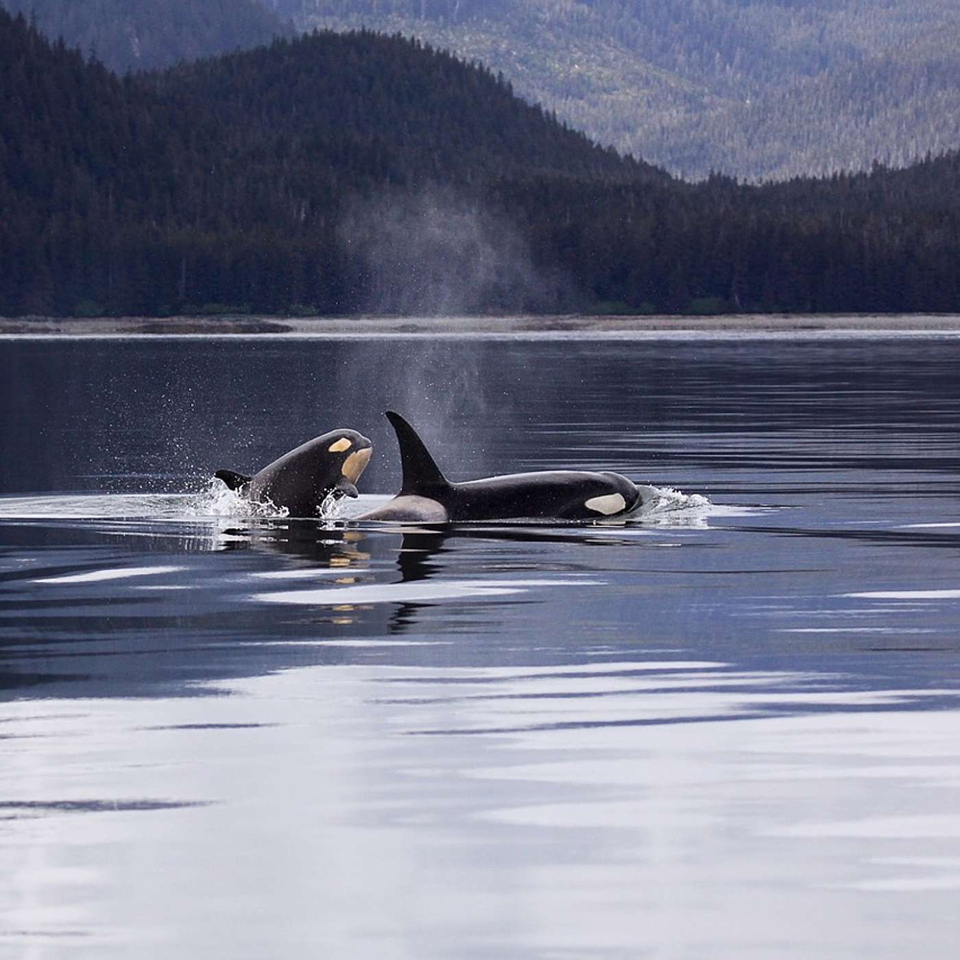 Episode 33: Killer Whales: Diets, Chemistry & Secrets from the Deep.
