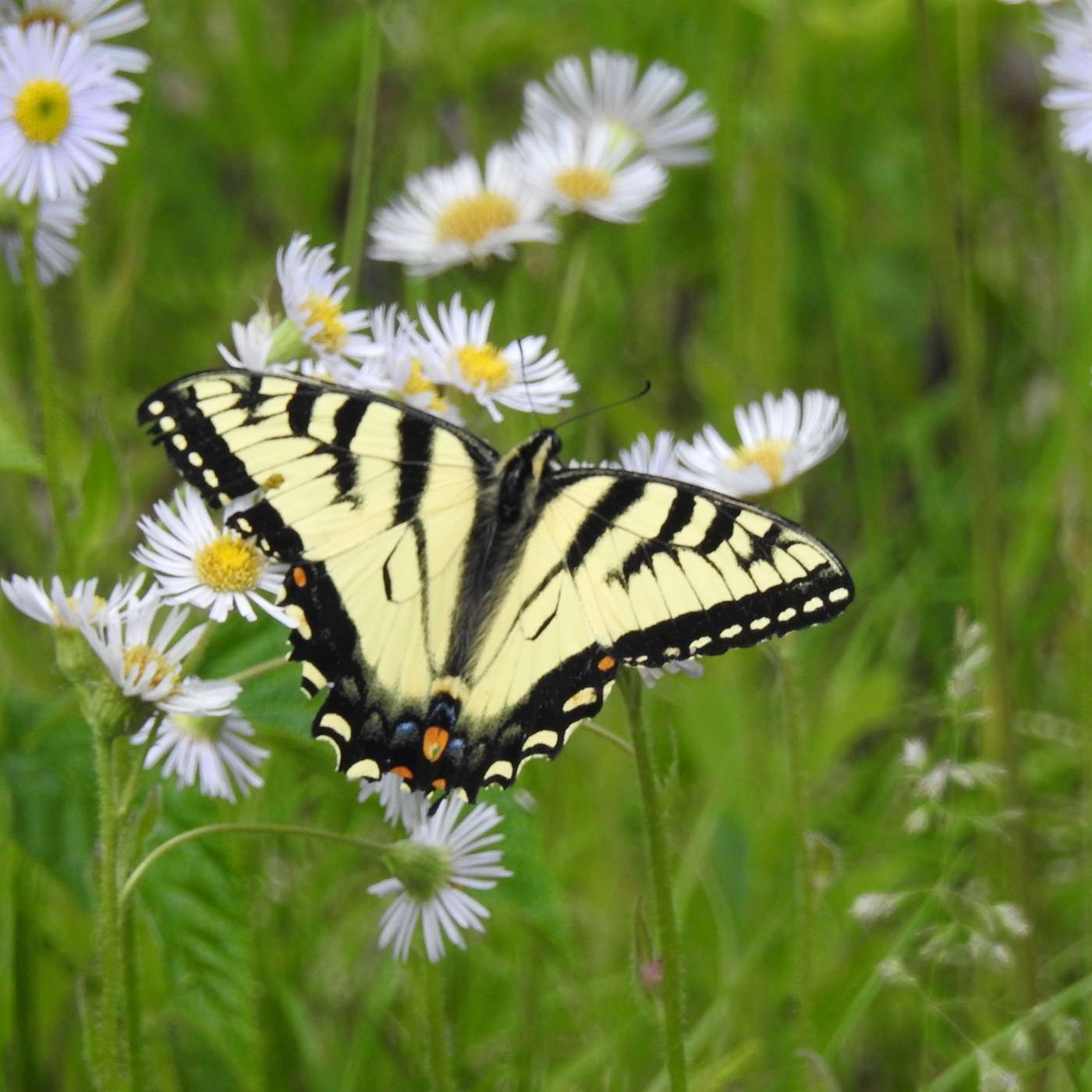 A HAPPY BUTTERFLY