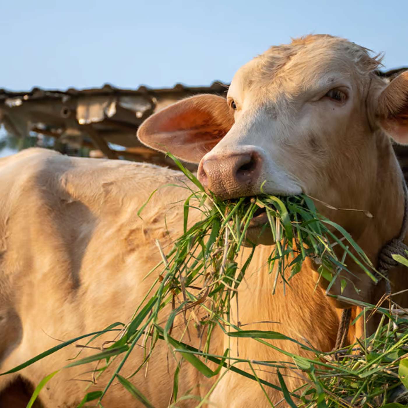 Is Grass-fed Beef Really Healthier than Grain-Fed Beef – And, if So, Why? episode artwork