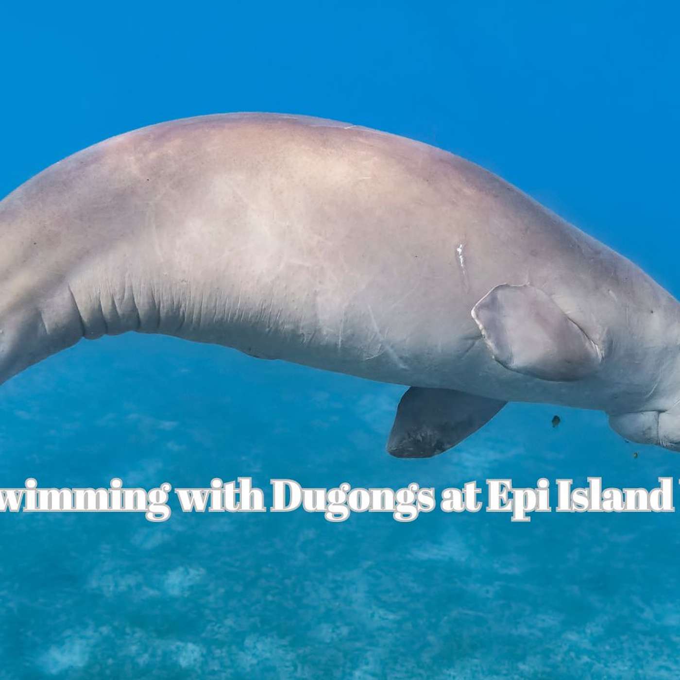 Swimming and Diving with Dugongs Epi Island Vanuatu Podcast # 48