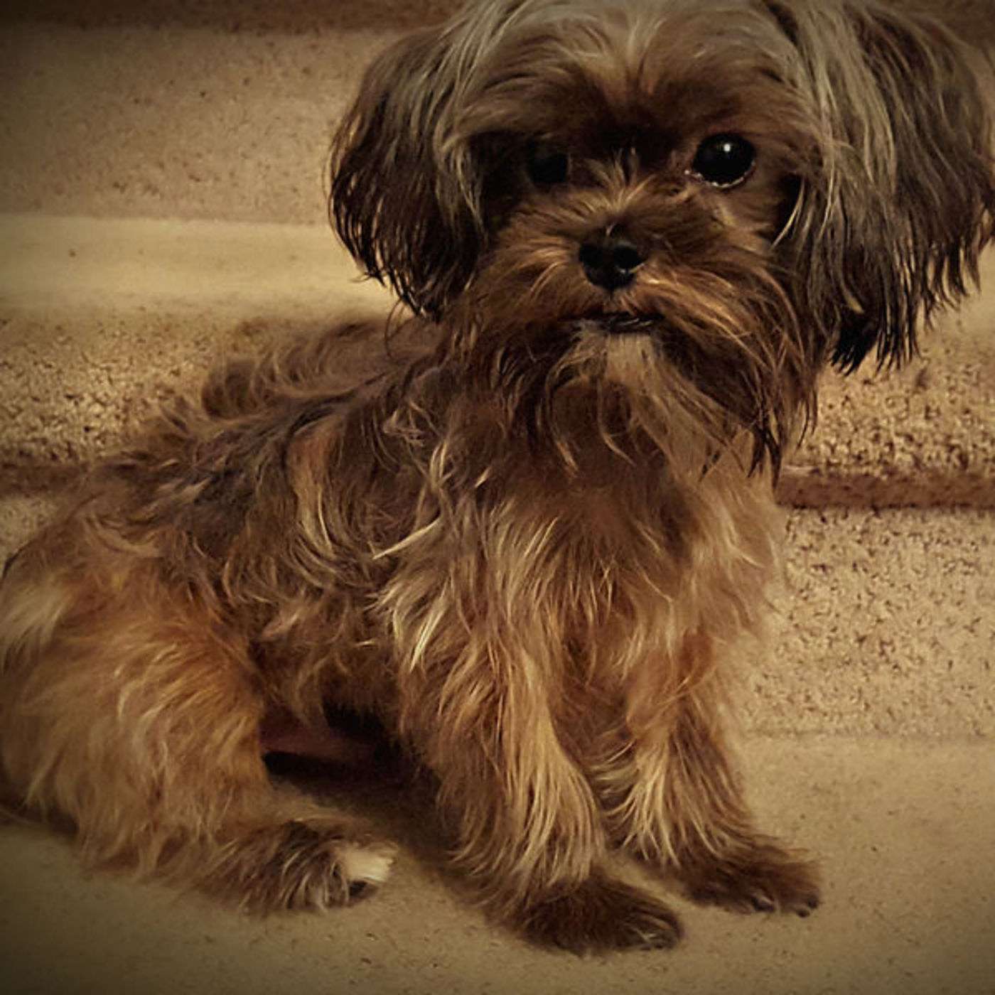 Be Like Chewy