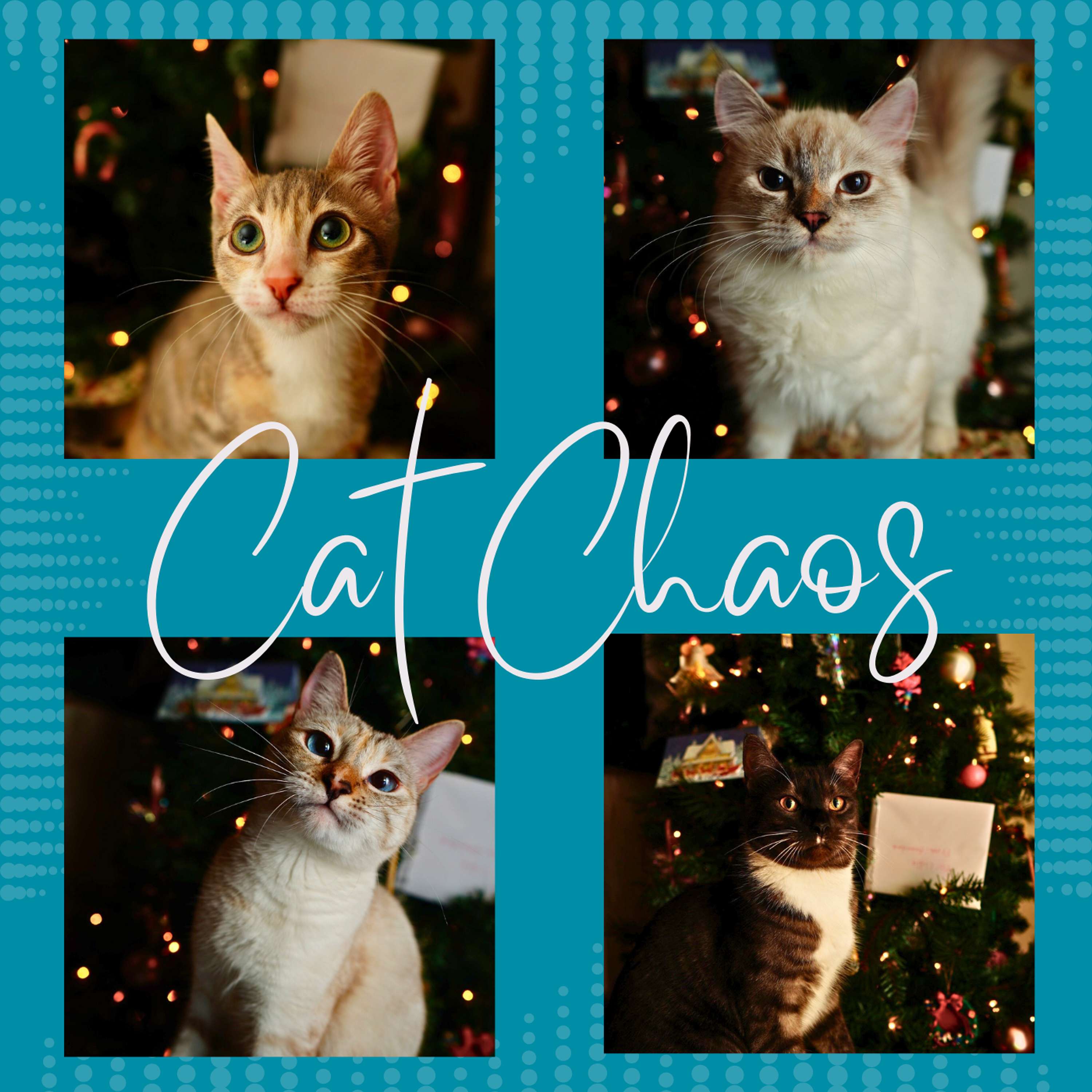 Welcome to the Chaos: Episode 1 of CatChaos podcast artwork