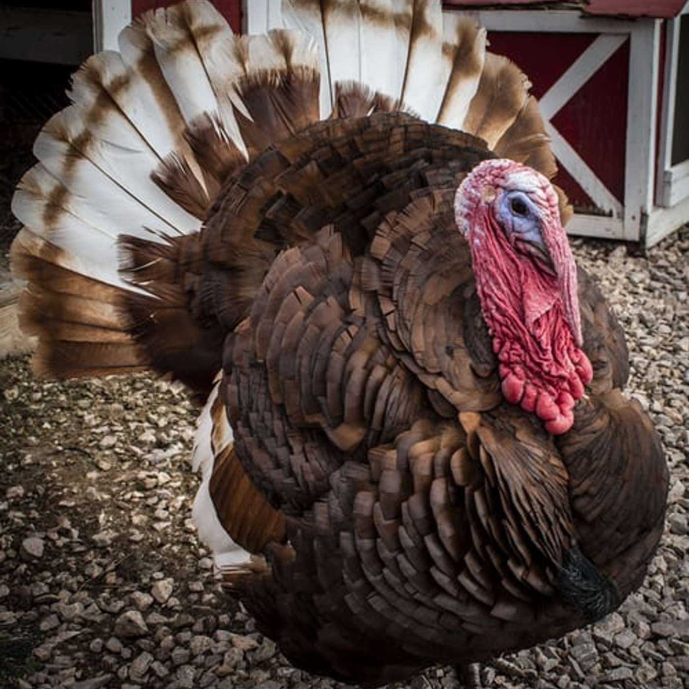 Thanksgiving - Not as traditional as you think Thanksgiving - Not as traditional as you think