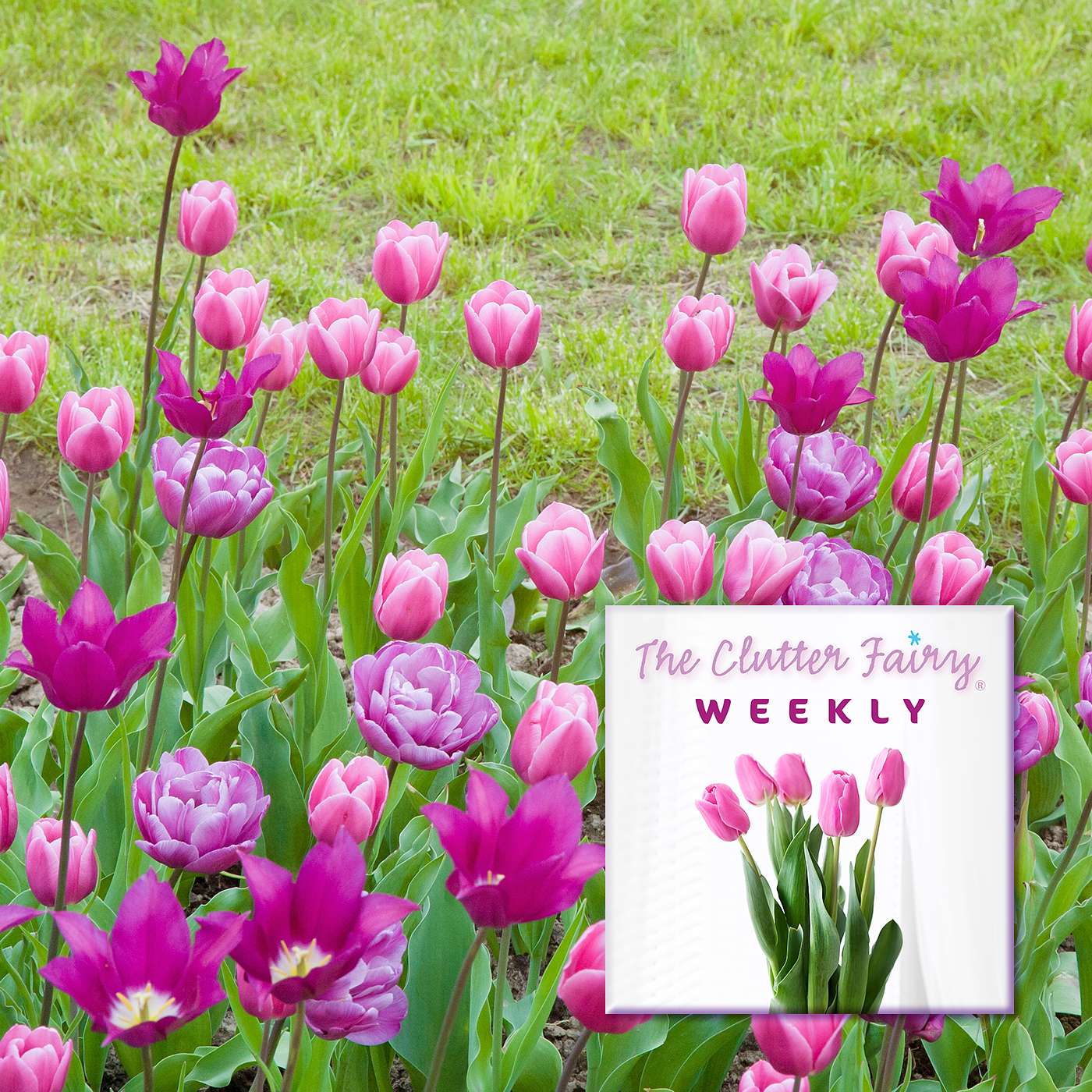 The Clutter Fairy Weekly