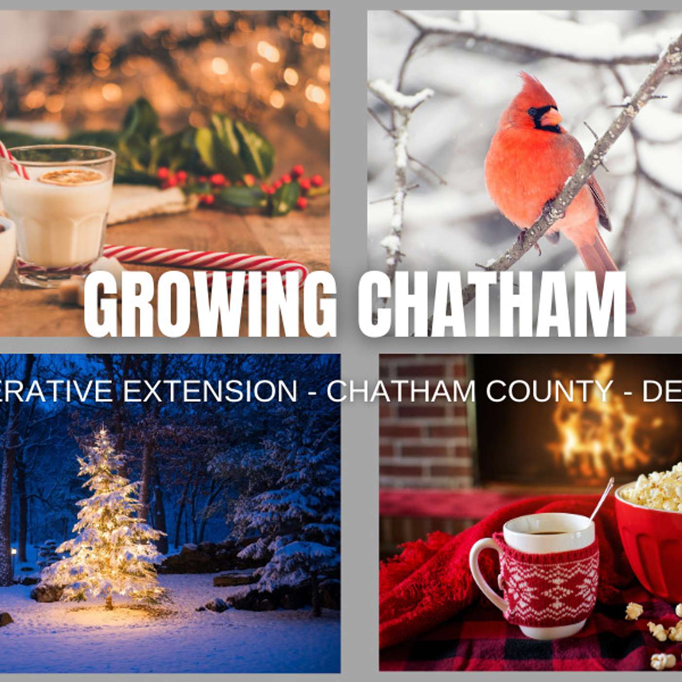 Growing Chatham December 2021 Edition episode artwork