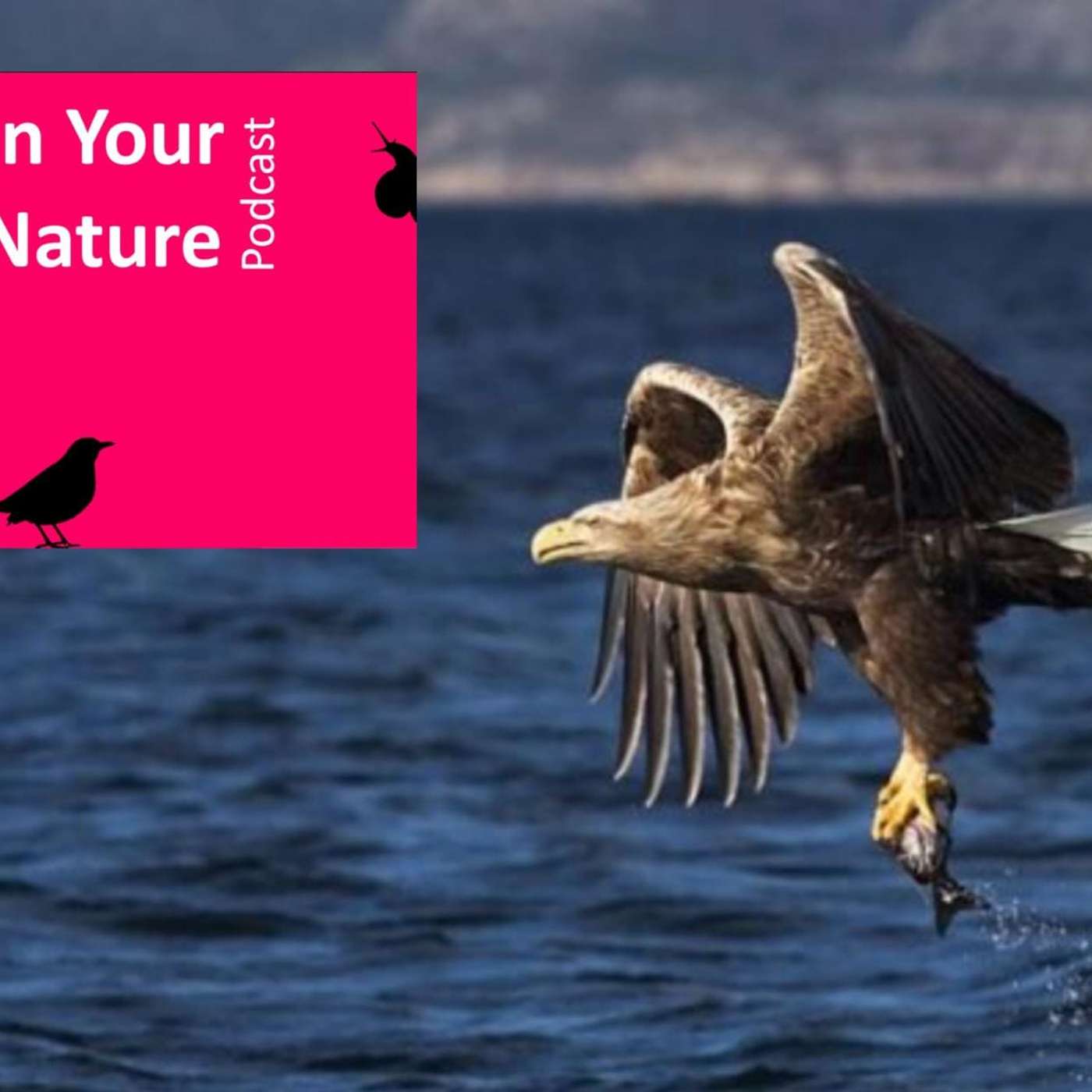 In Your Nature Ep 15 - Species Reintroductions