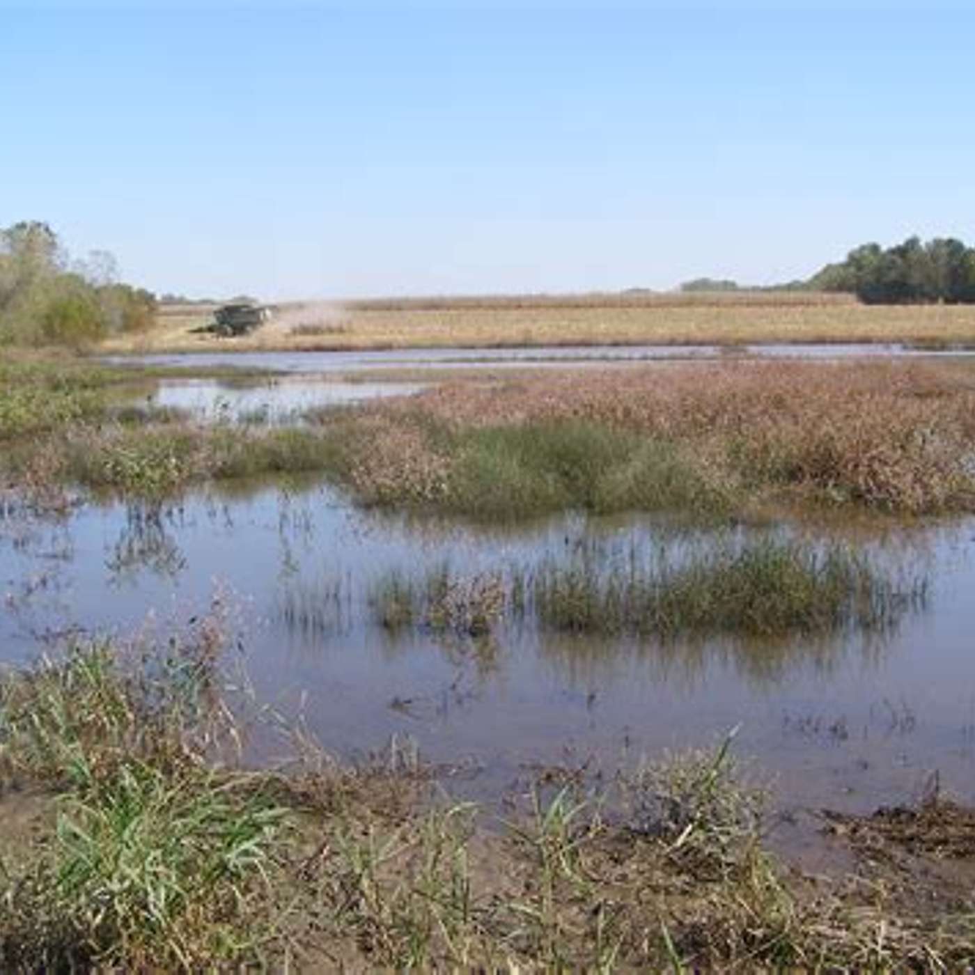 Wetlands: a vital part of our environment! episode artwork