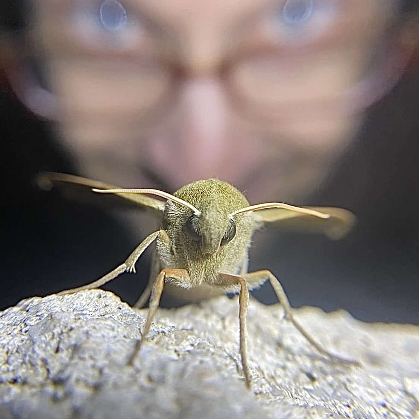 S3 E8: Awareness and Appreciation. Birds, moths, and mothing with Zach DuFran. episode artwork