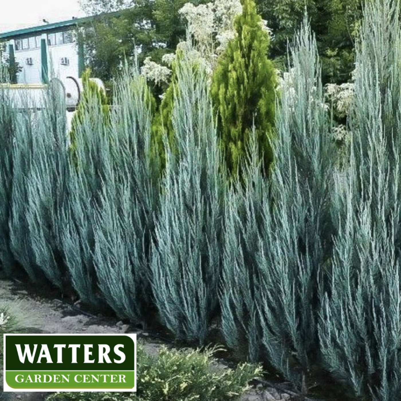 Privacy Screens and How to Blend Plants that Stretch the Landscape Dollars