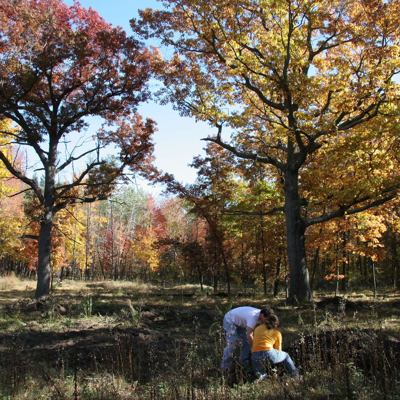 S.7 Ep.4: Down Home Carbon: Climate Solutions from Family Forests