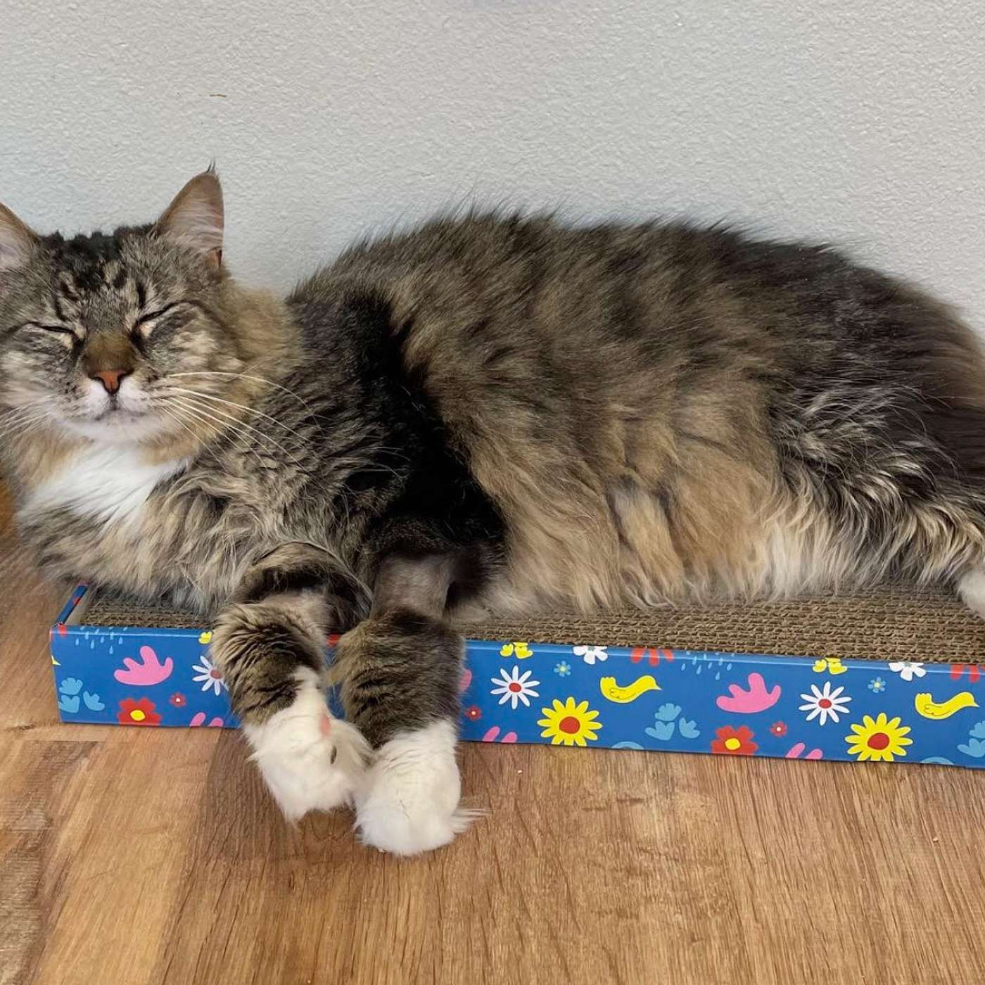 E15- Compassion Fatigue: Part 1 E15- Compassion Fatigue: Part 1