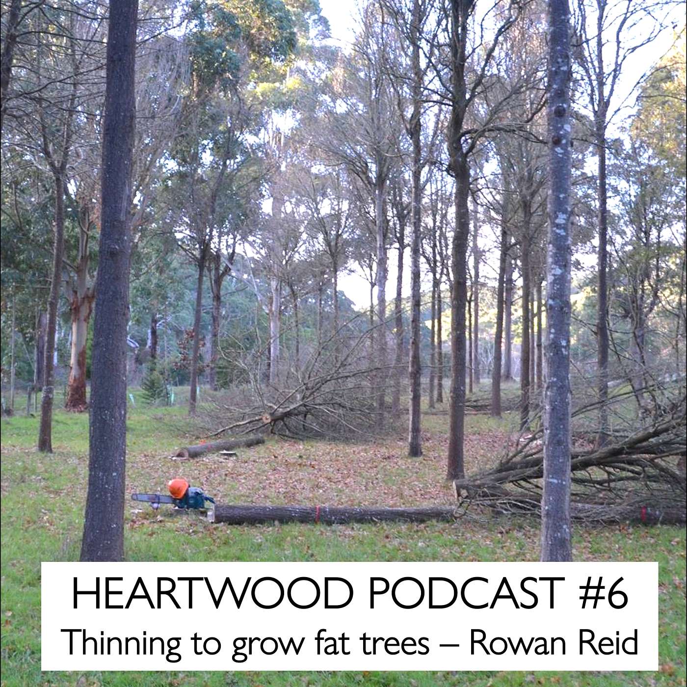 #6 Thinning to grow fat trees fast(er)
