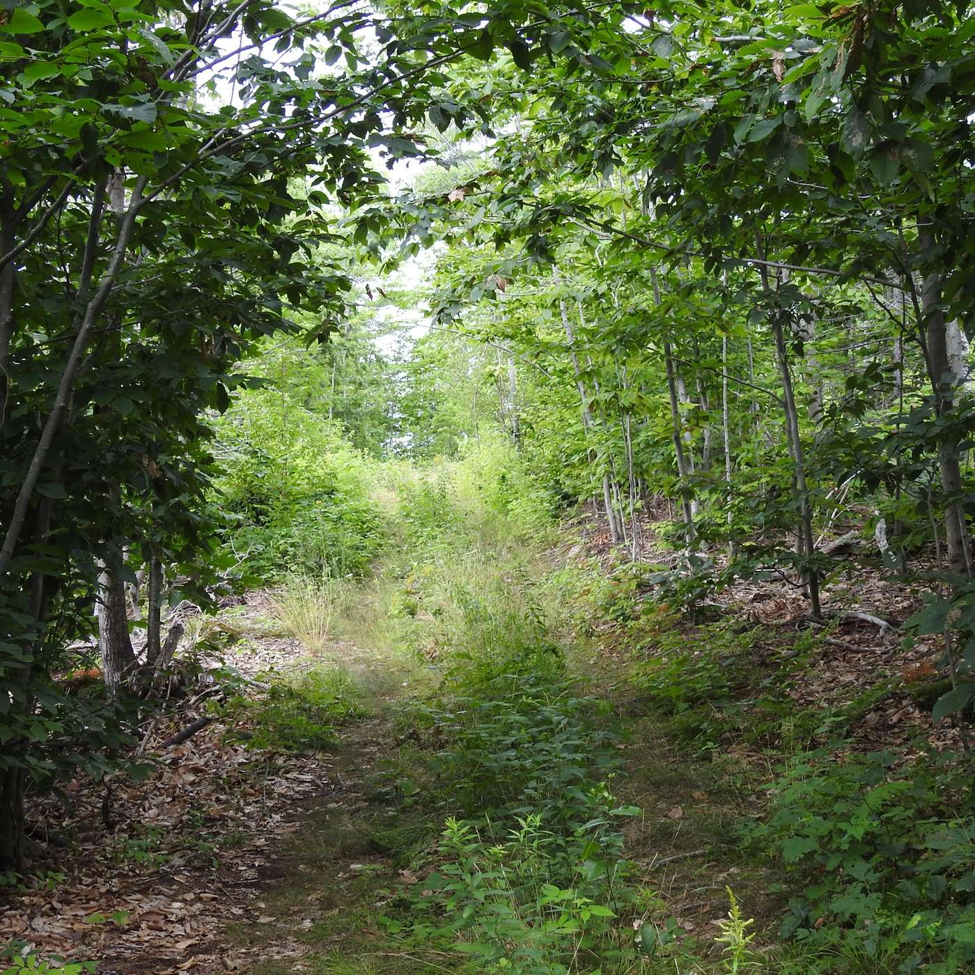 TIME TO CLEAR THE TRAIL