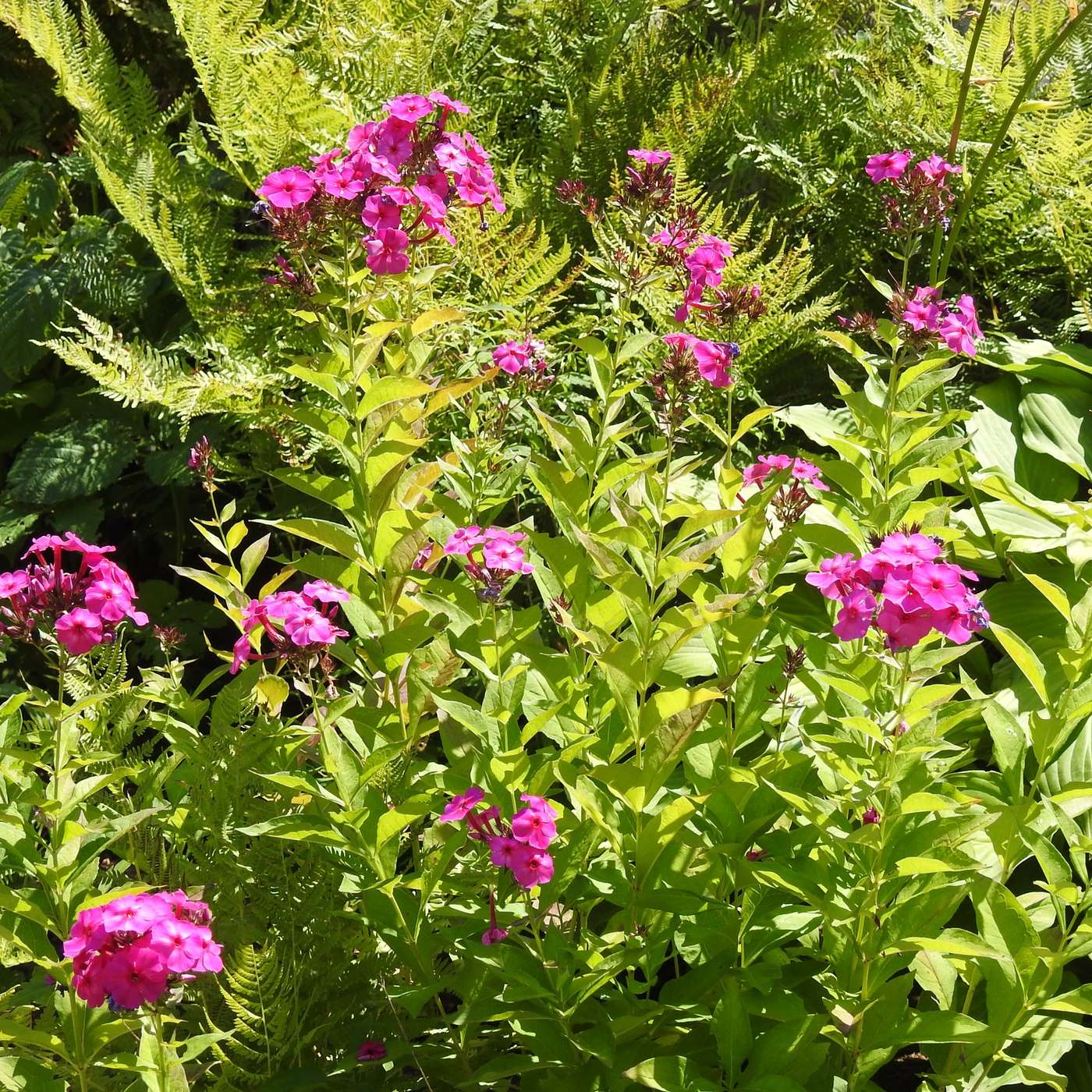 MORE AUGUST JOY