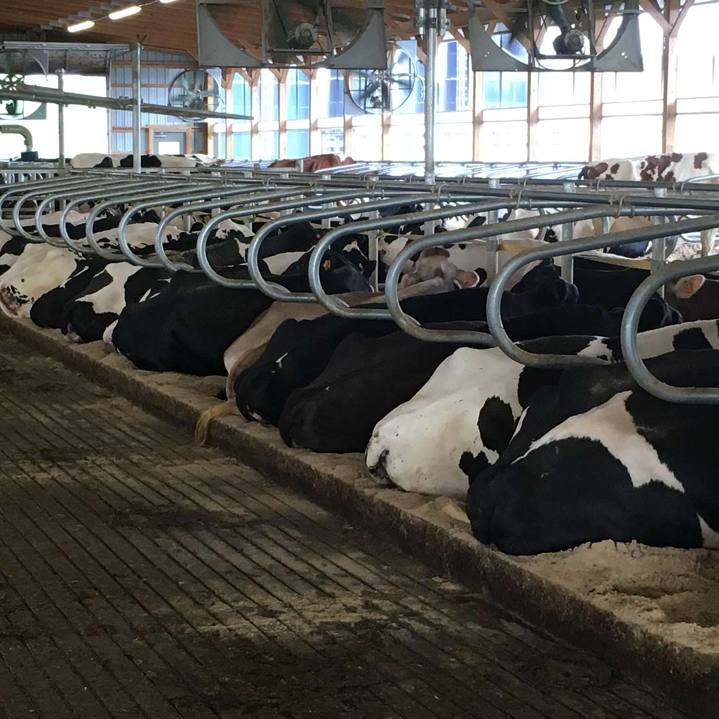 Episode 5.1: Facility Considerations for Cow Comfort (ft. Ag Engineer Dan McFarland) episode artwork