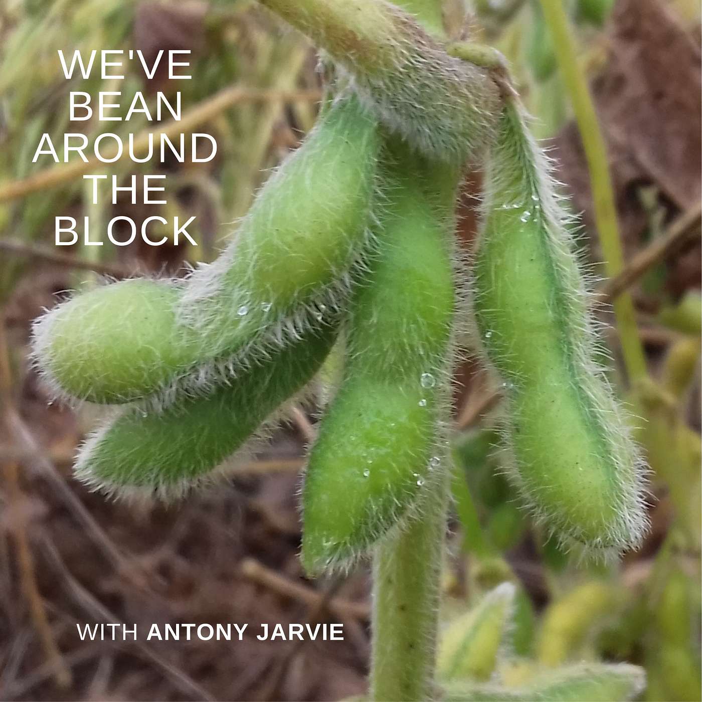 Episode 3 of 21 Soybean rust control: A stitch in time...