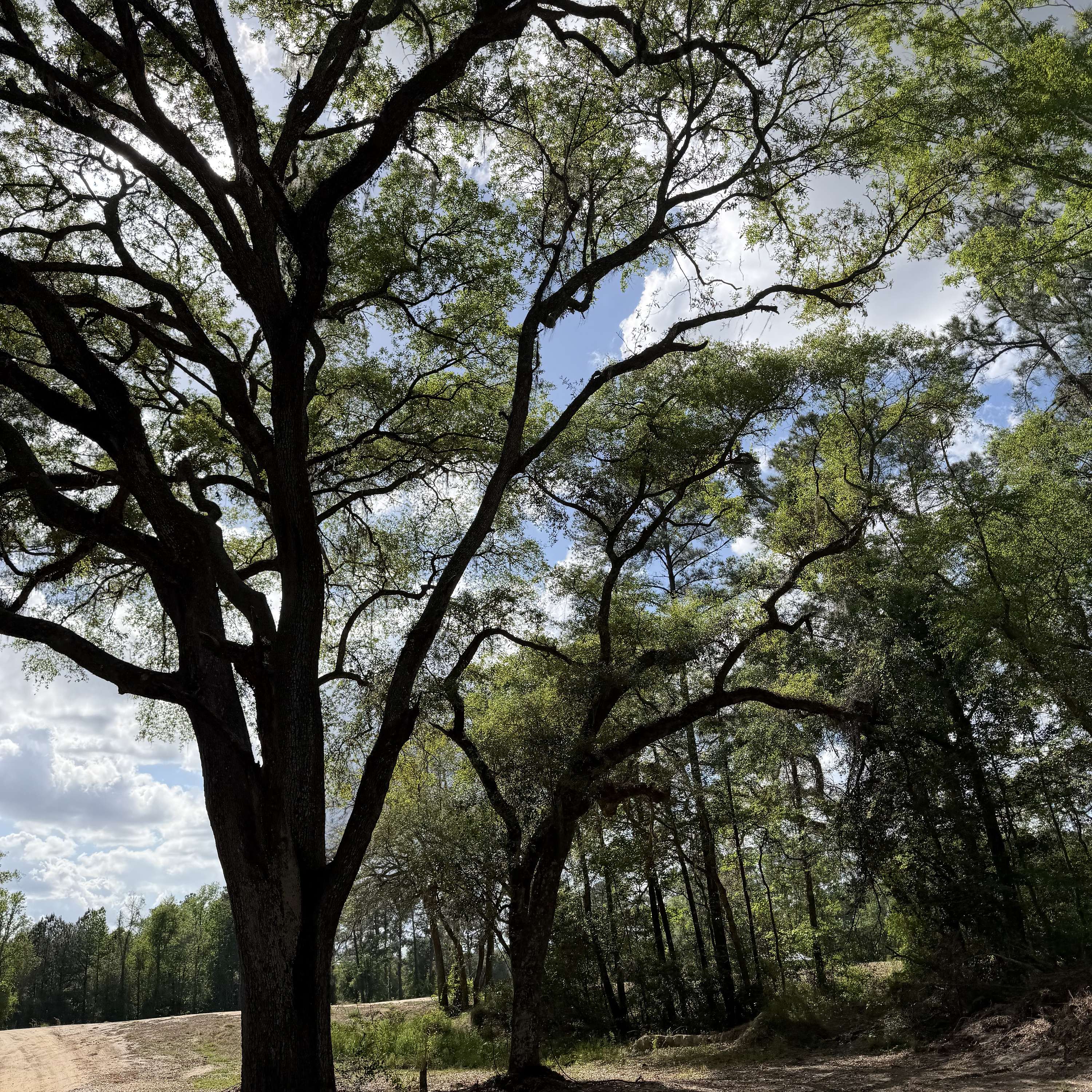 Branches