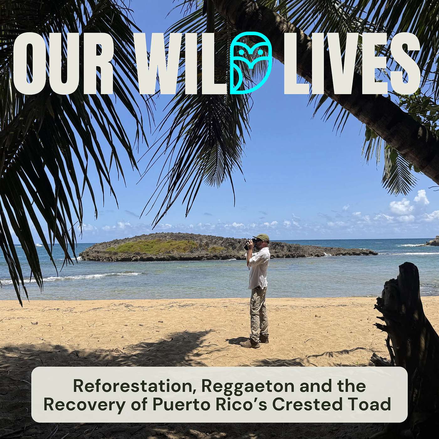 Reforestation, Reggaeton and the Recovery of Puerto Rico’s Crested Toad