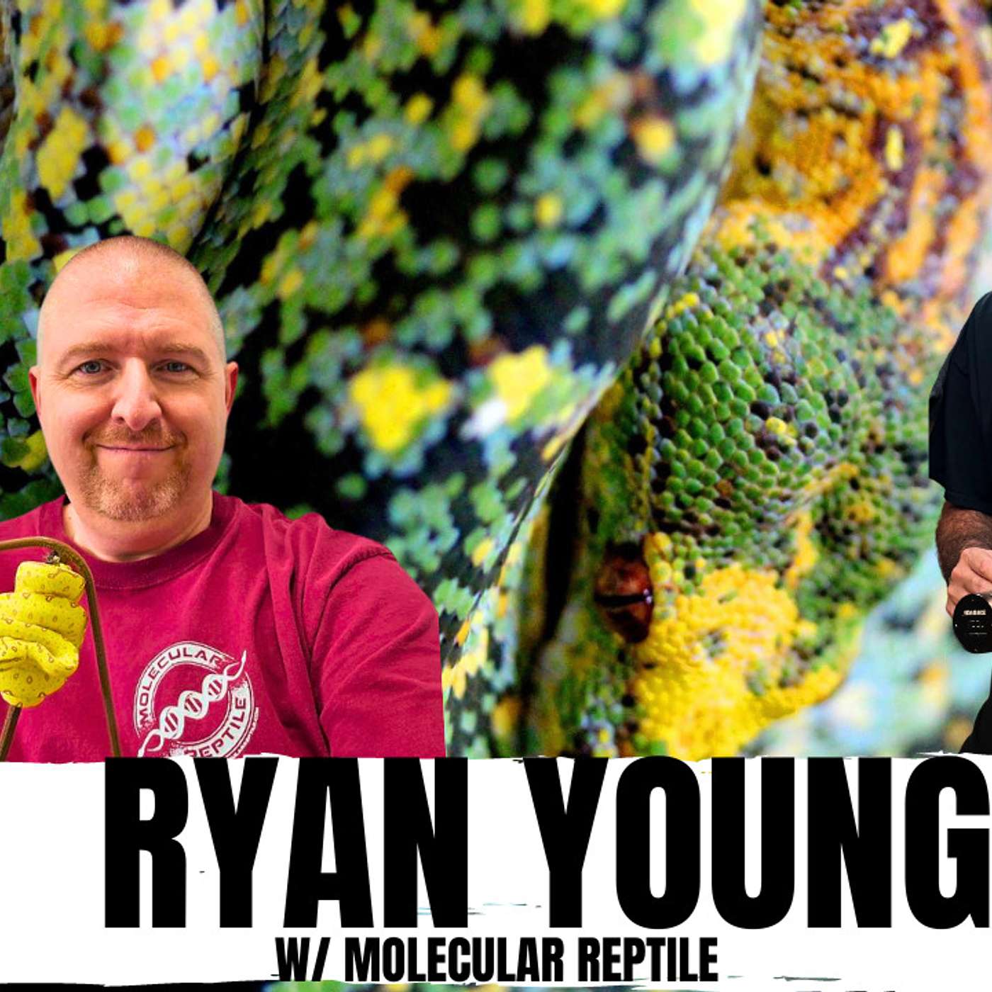 Why Ryan Young calls Designer Green Tree Pythons 