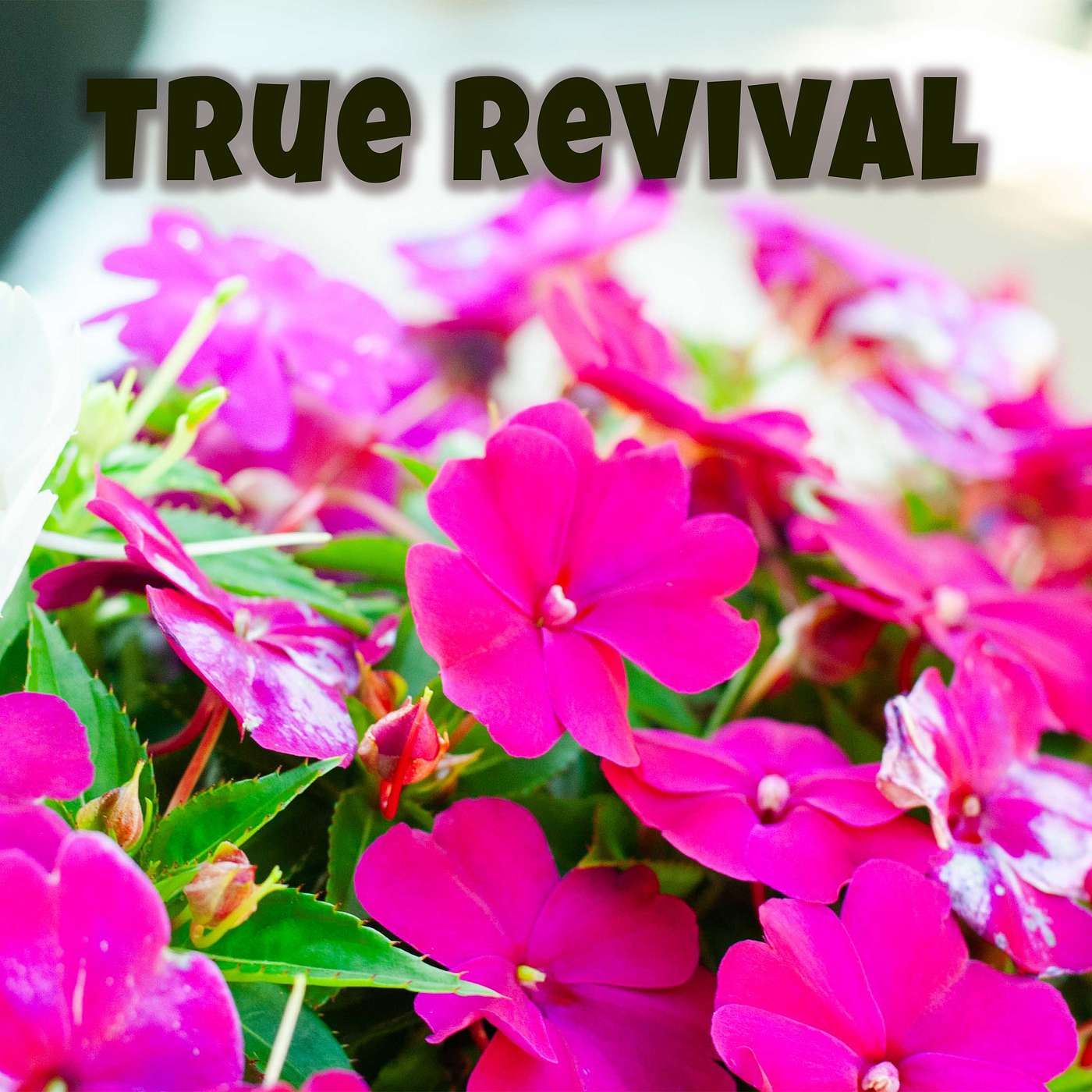 The Heart of Revival: Finding Rest in Jesus episode artwork