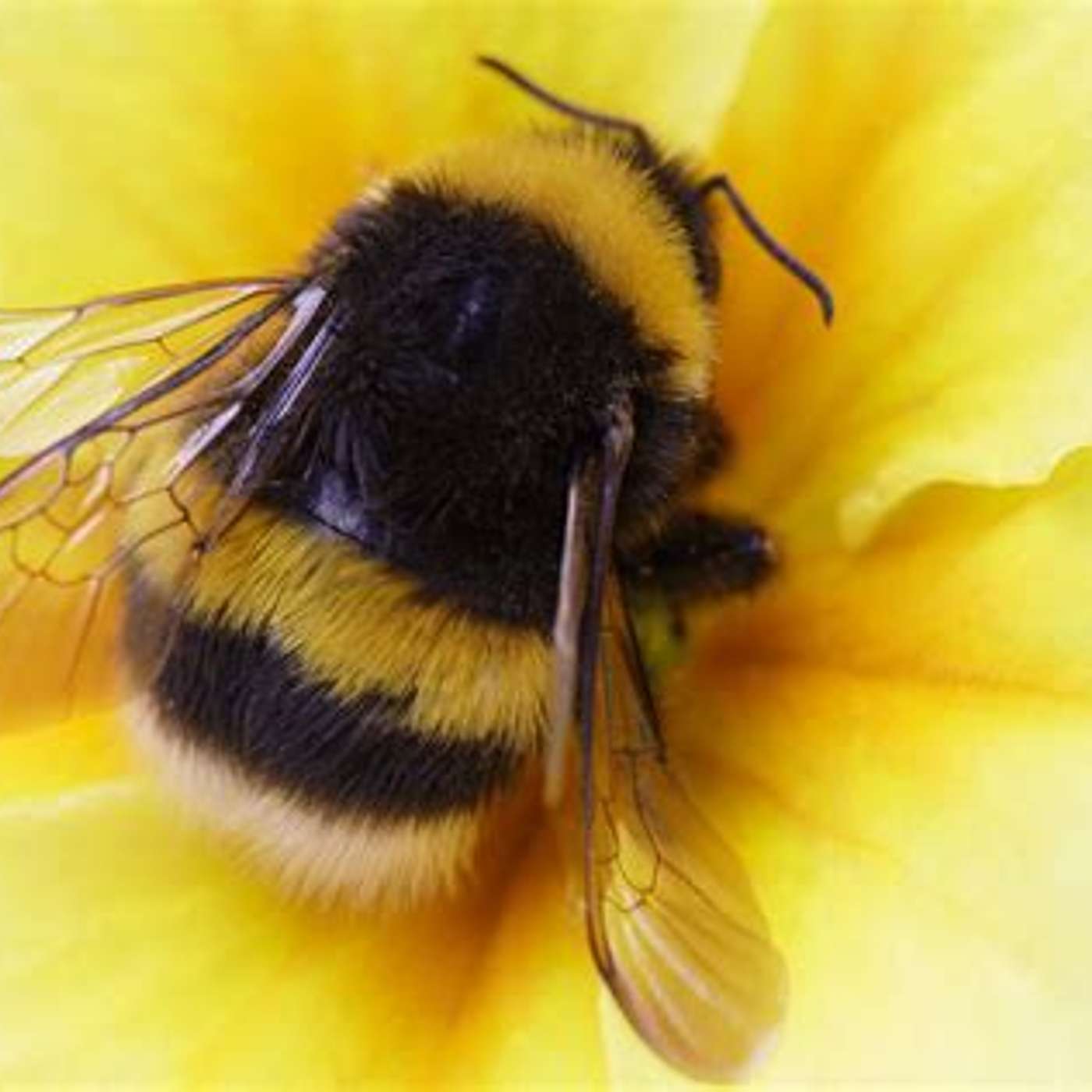 Bees and your garden