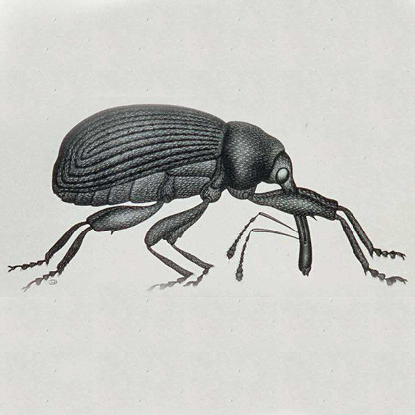 Manifest Discography: Sympathy for the Weevil episode artwork