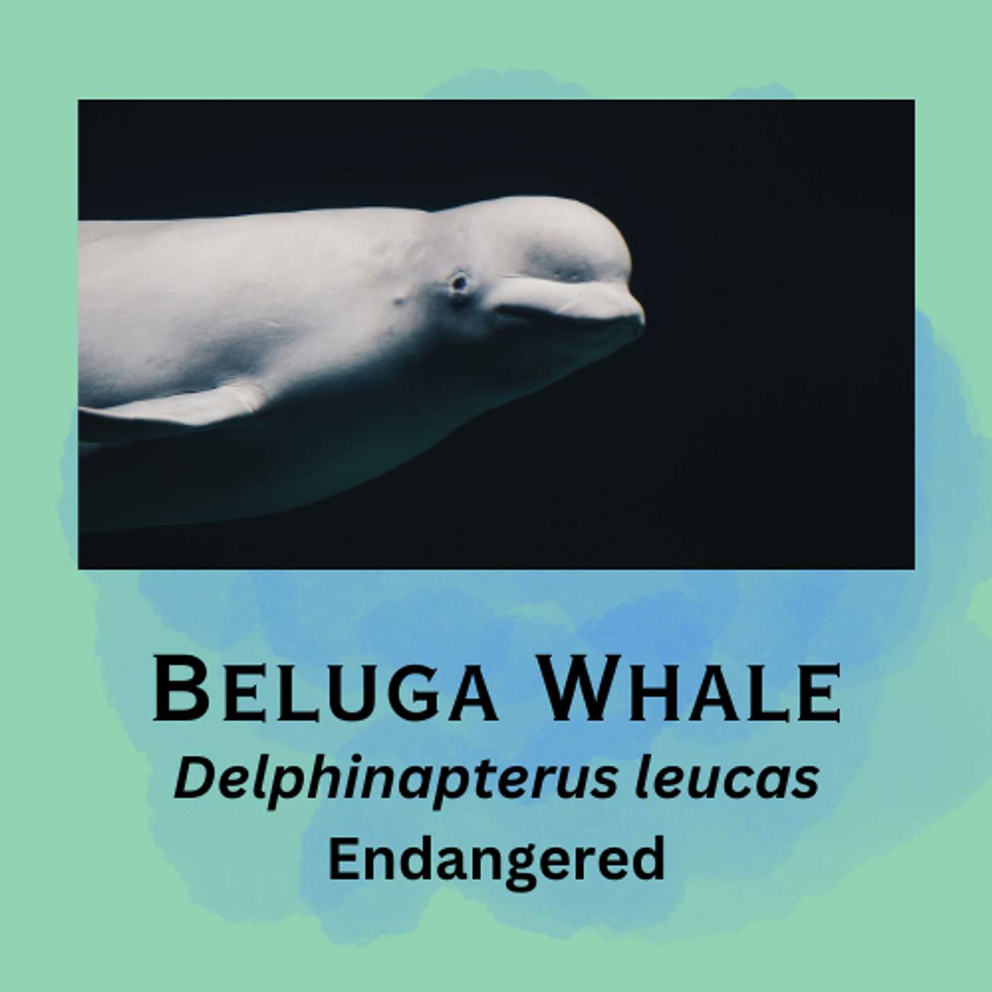 Beluga Whale: Canaries of the sea