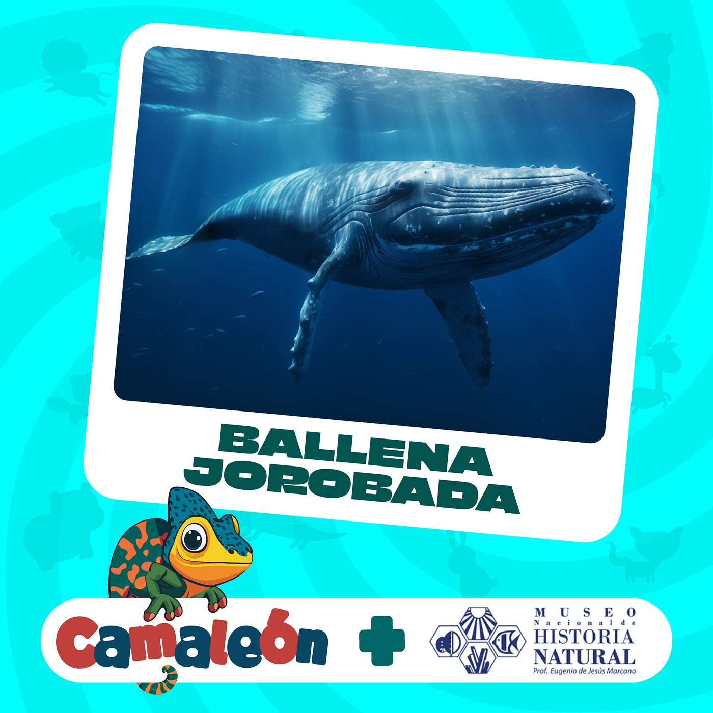 Ballenas Jorobadas: Sinfonía Subacuática episode artwork