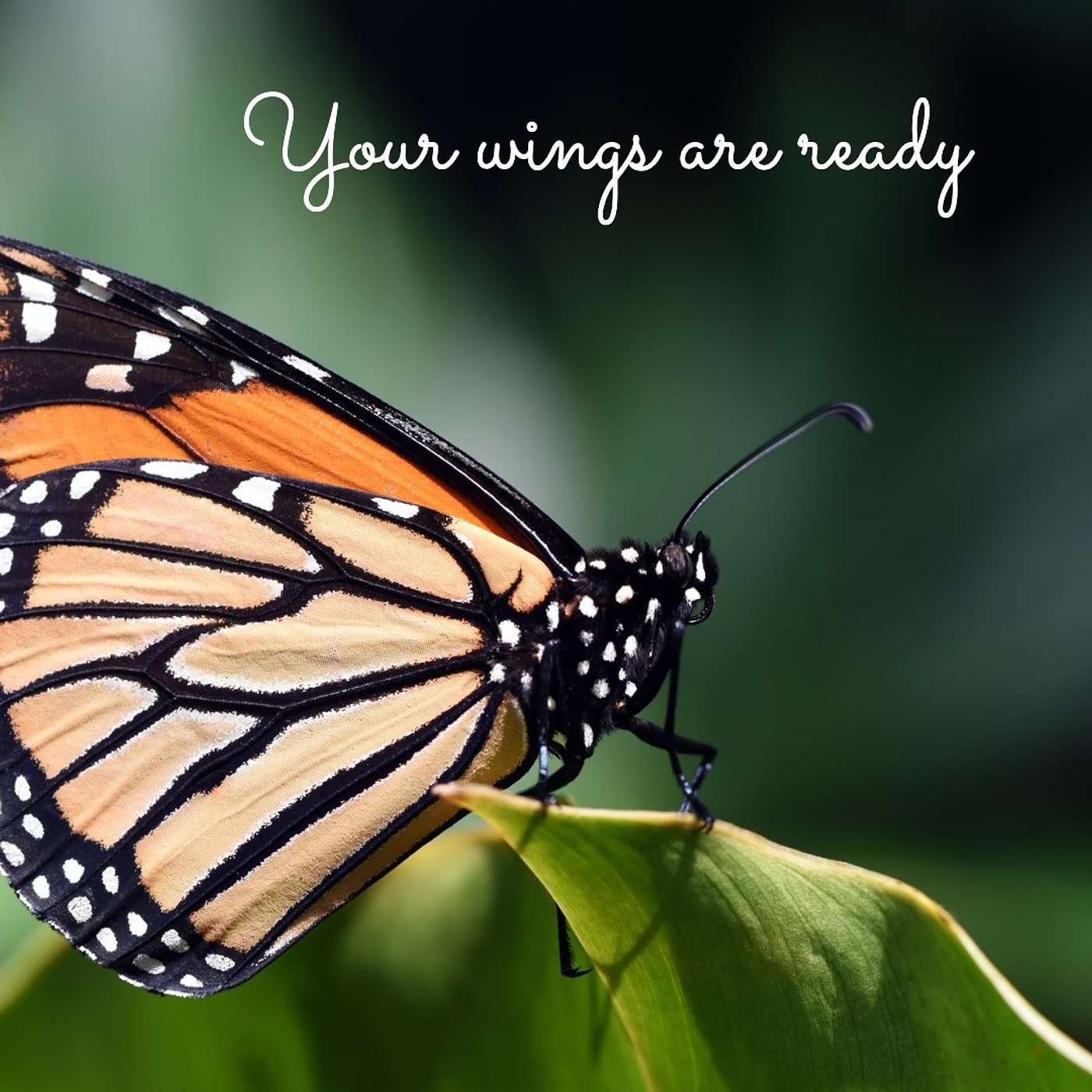 #231 Your wings are ready episode artwork