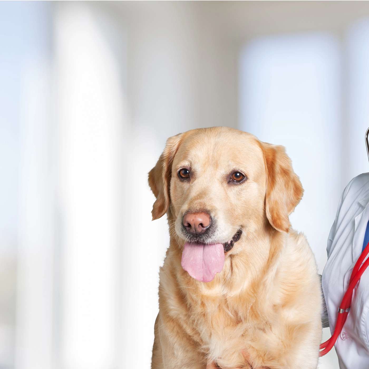 Creating a Legally Compliant Employee Manual for Veterinary Practice episode artwork