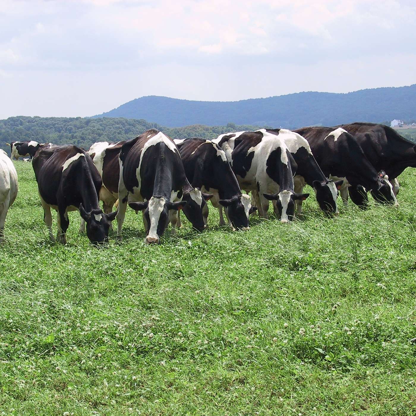 Bovine Banter
