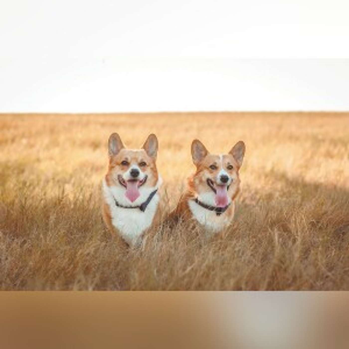 Furred, Finned, - Feathered Friends Furred, Finned, - Feathered Friends