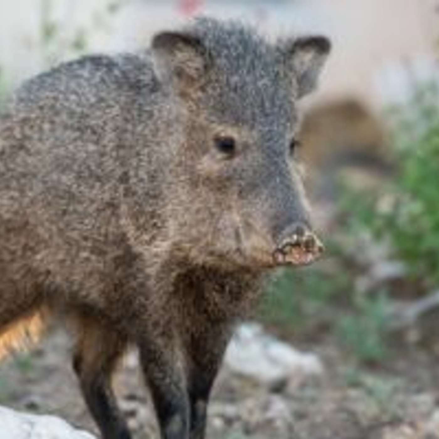 Prescott Valley Seeks Input on Wildlife Plan