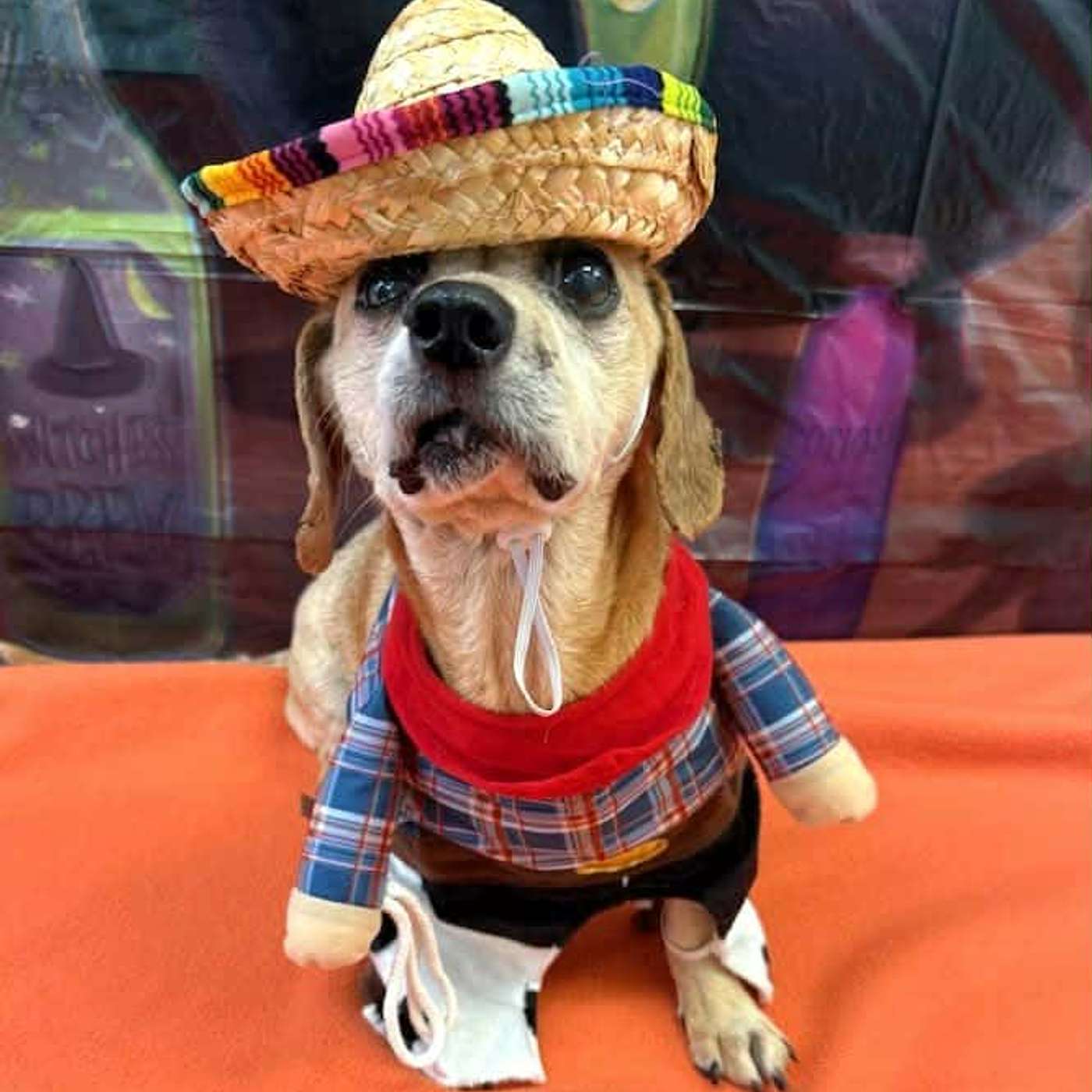 Baskets! Baskets! AND more BASKETS! Let's talk with Lynda from the SPCA Serving Allegany County! The THEME BASKET AUCTION!