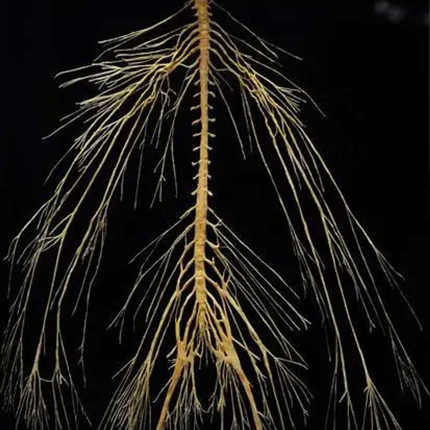 Make America Healthy Again: The Vital Role of Chiropractic in Supporting Nervous System Function