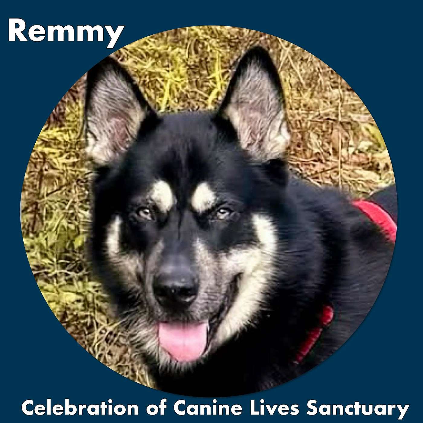 Let's meet Remmy! He's our POP-PAW-RAZZI Superstar of the Day!