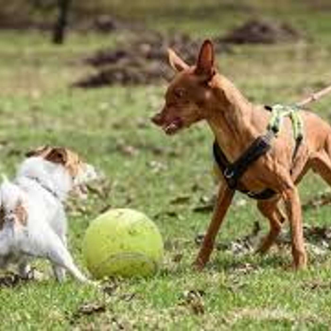 Baruffe nel parco: occhi aperti quando portiamo fuori il nostro cane episode artwork