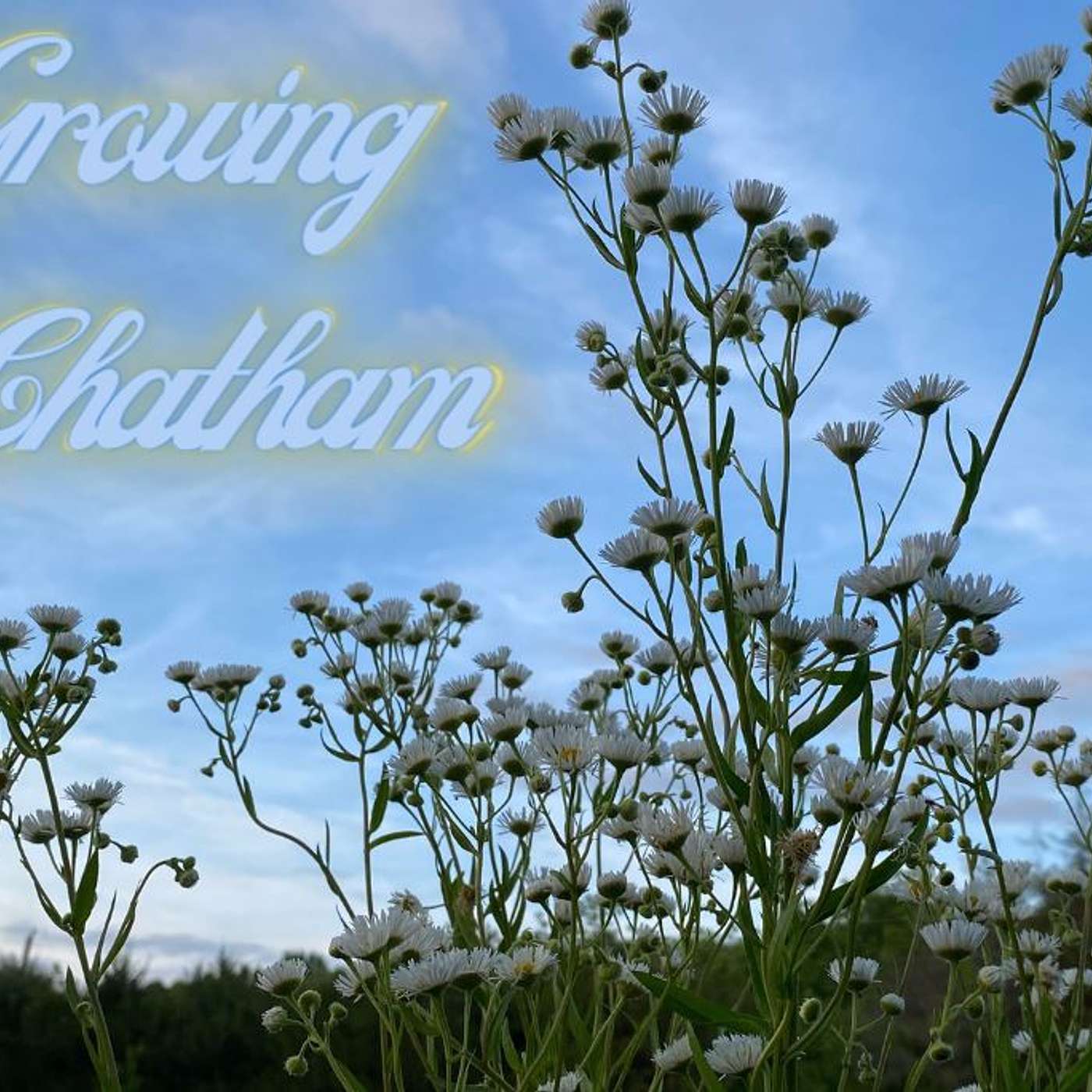 Growing Chatham August 2023 Edition episode artwork