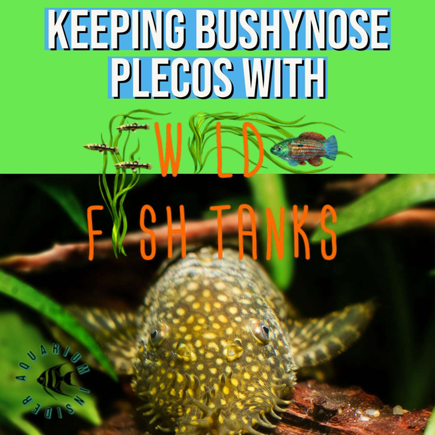 Keeping Bristlenose Plecos with Wild Fish Tanks Keeping Bristlenose Plecos with Wild Fish Tanks