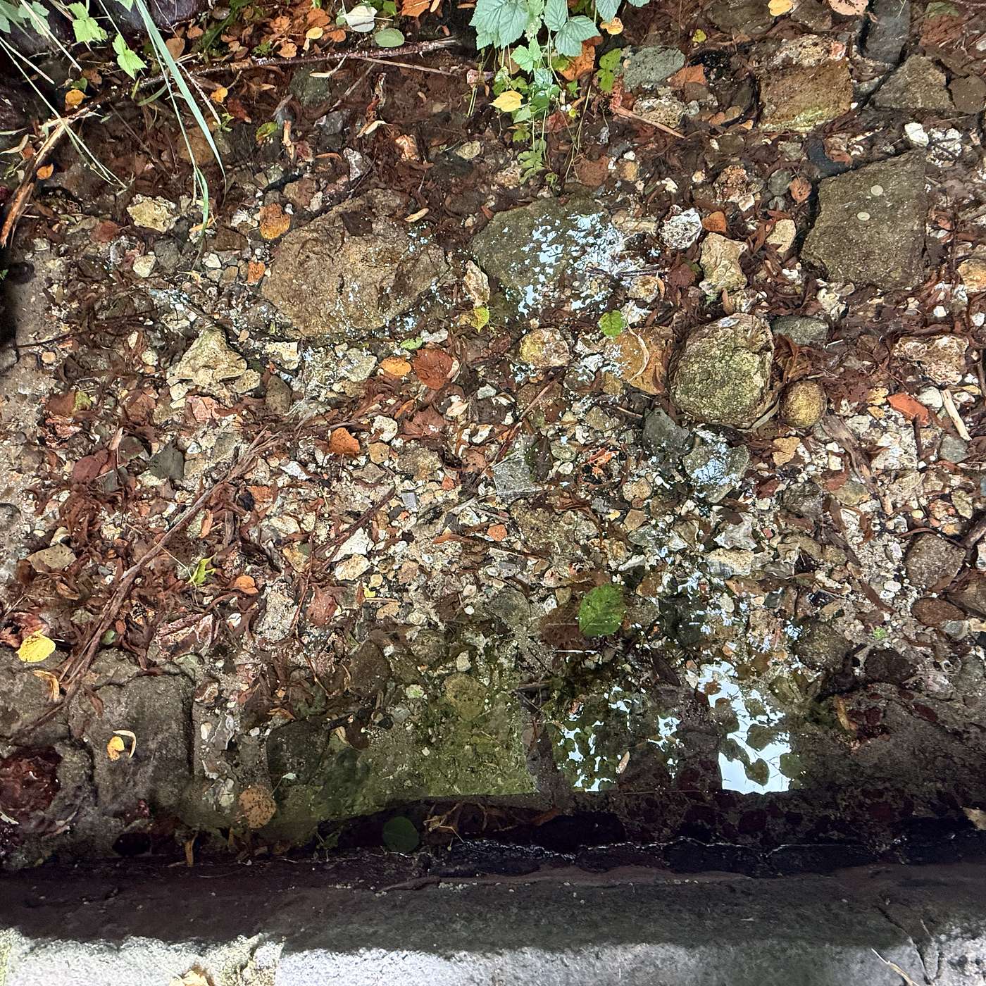 We go in on a little Pilgrimage to the Holy Well in Cerne Abbas.  Come and touch the waters created [one understands 😬] by the Staff of St Augustine