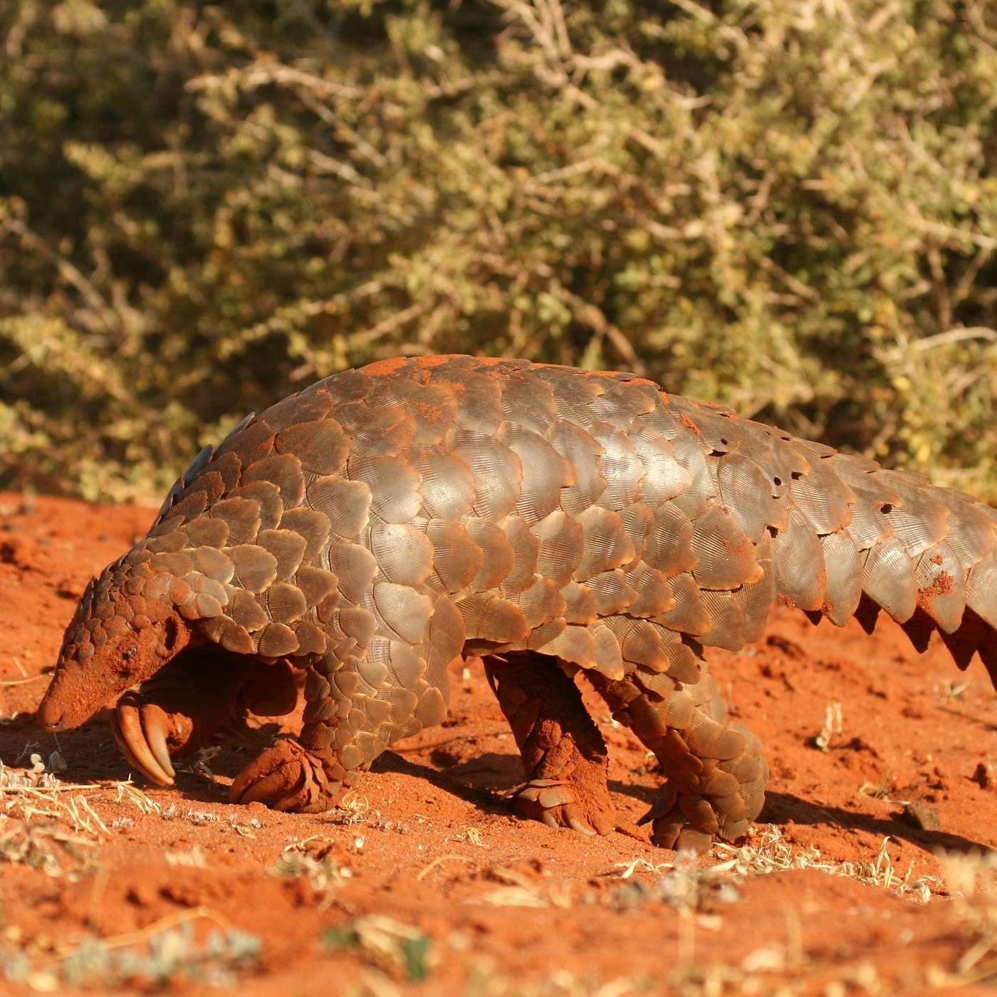 Mammalwatching