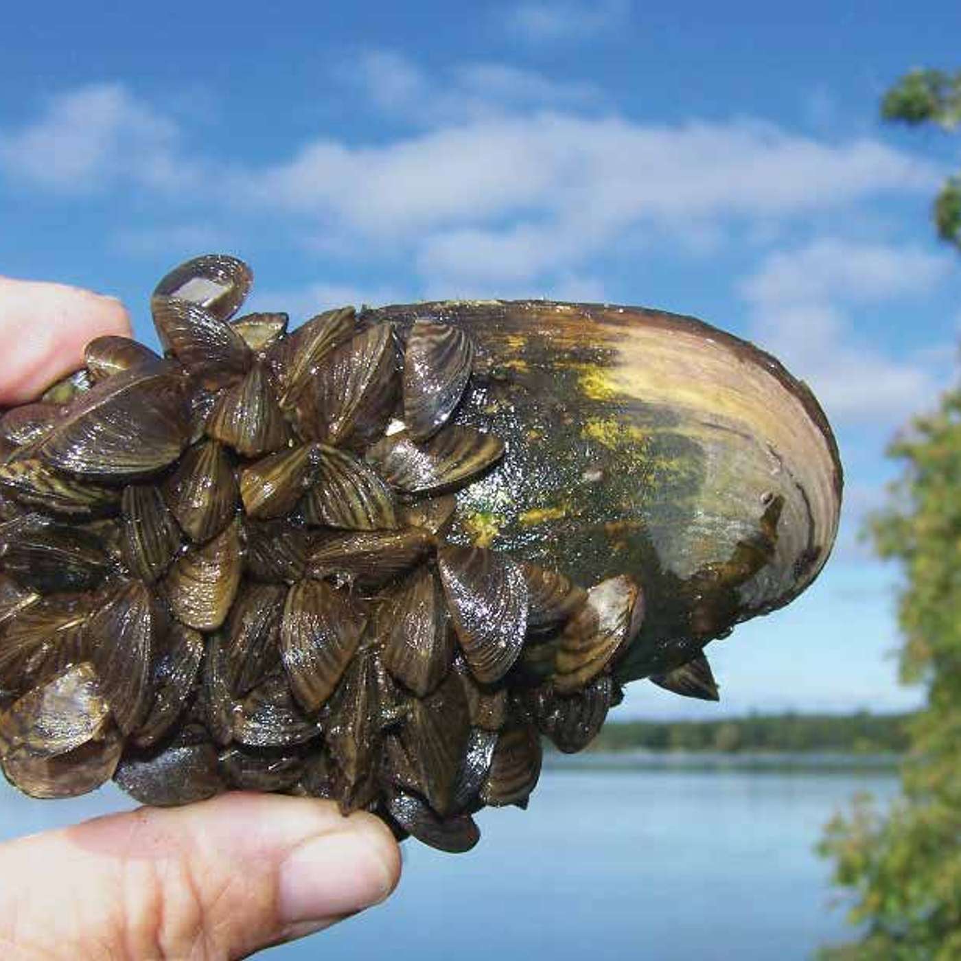 Zebra Mussels: A Pest That’s Not So Black and White episode artwork