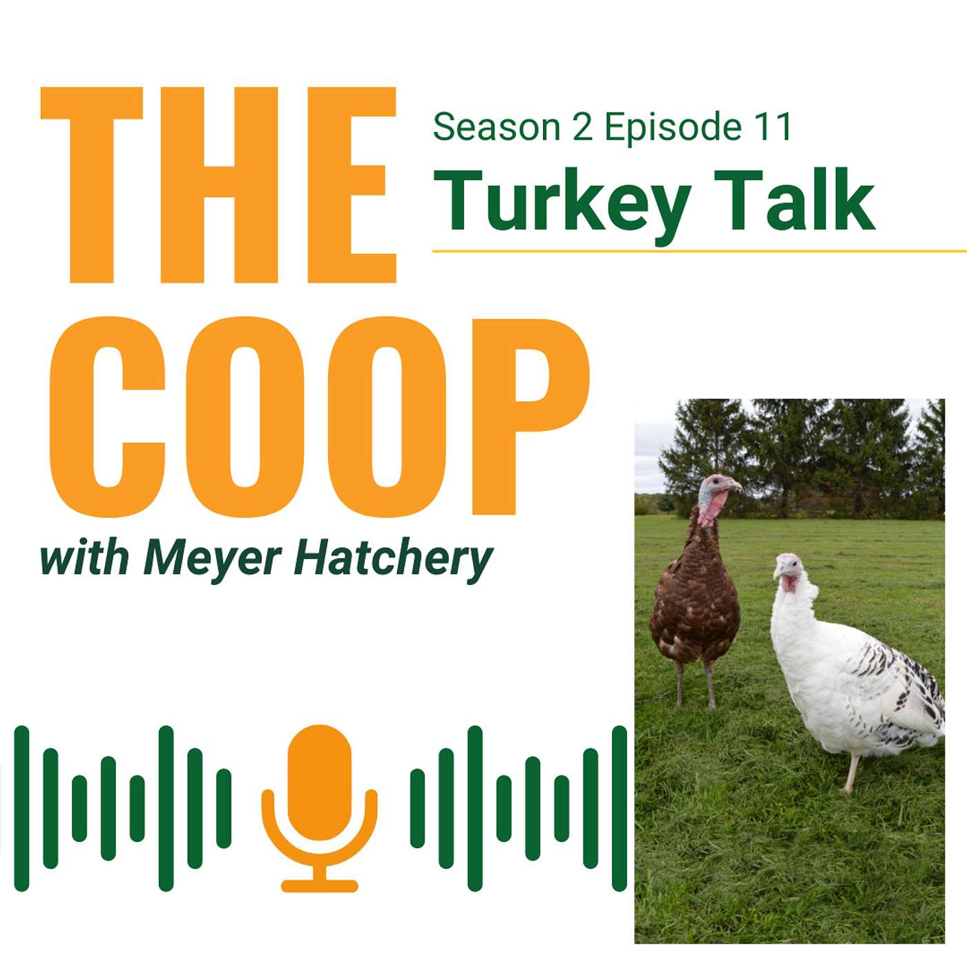 Turkey Talk