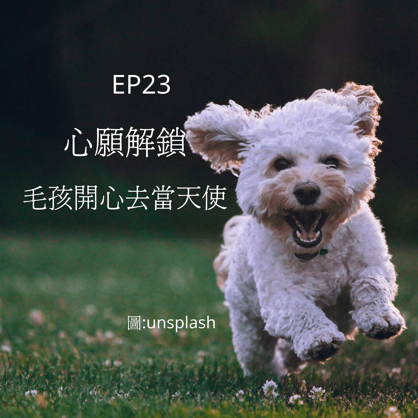 從0到1媒體人X斜槓 EP23 孩紙，好想知道你心願！安妮小姐再升級！解鎖重病溝通，完成毛孩臨終心願初體驗！ episode artwork