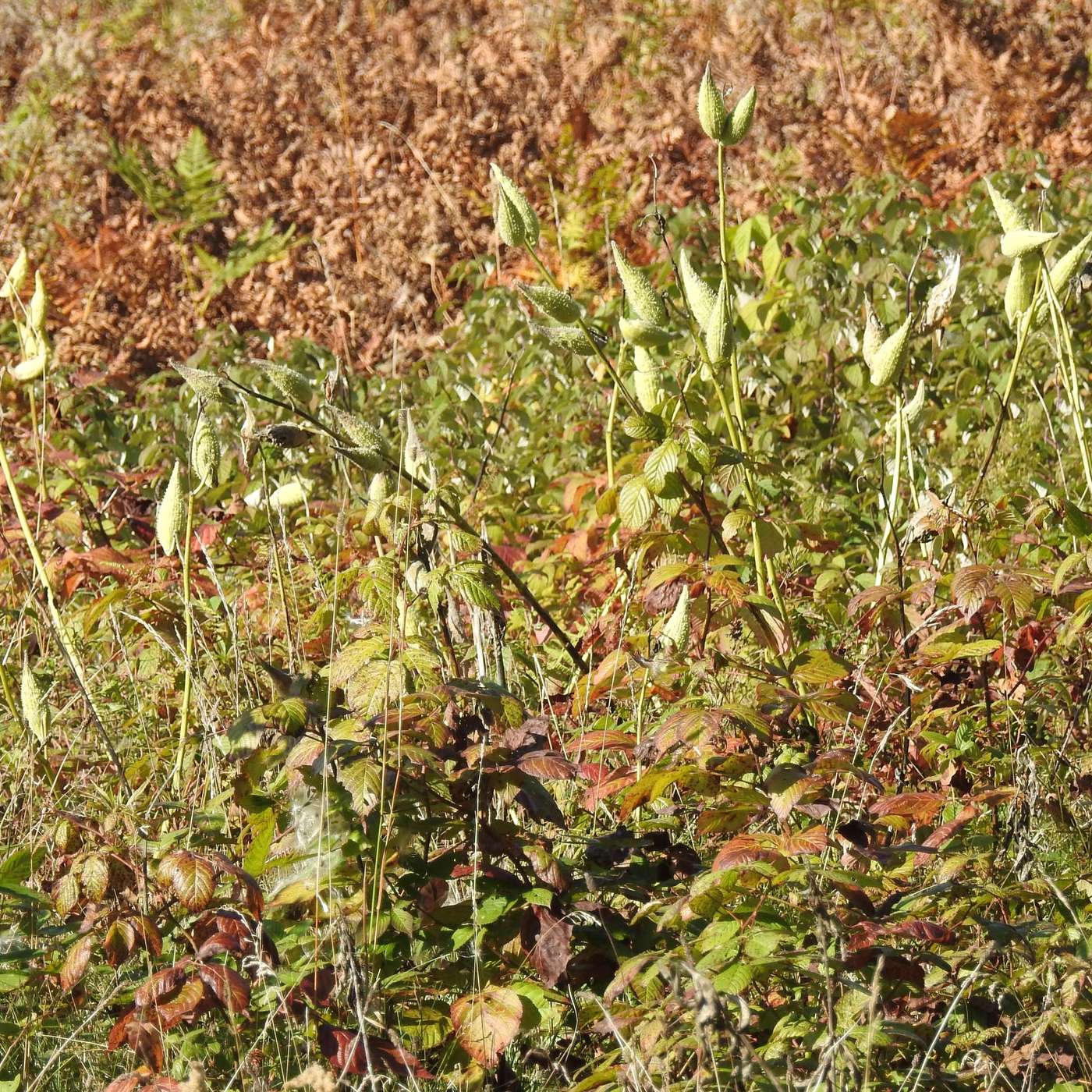 THE MILKWEED PATCH