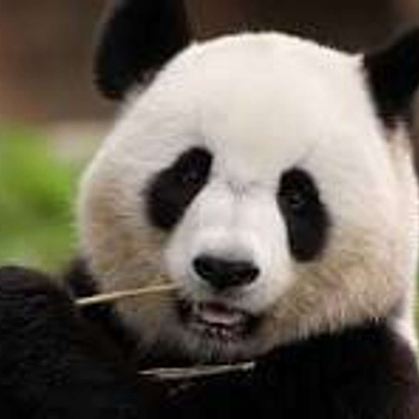 Click, Click, Bamboo Click, Click, Bamboo