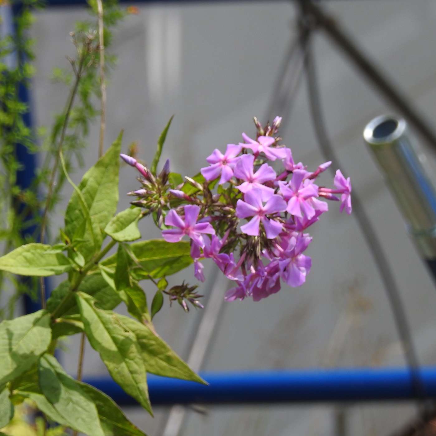THE PHLOX ARE FLOWERING