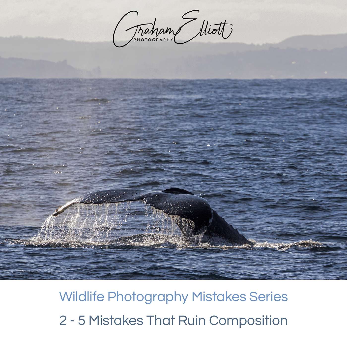 5 Wildlife Photography Mistakes That Ruin Your Composition