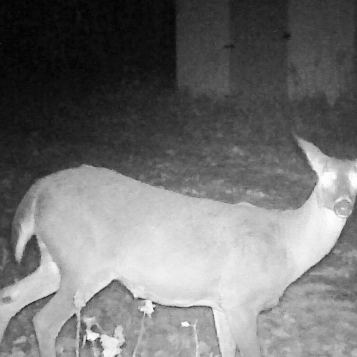 CHECKING IN ON THE WILDLIFE