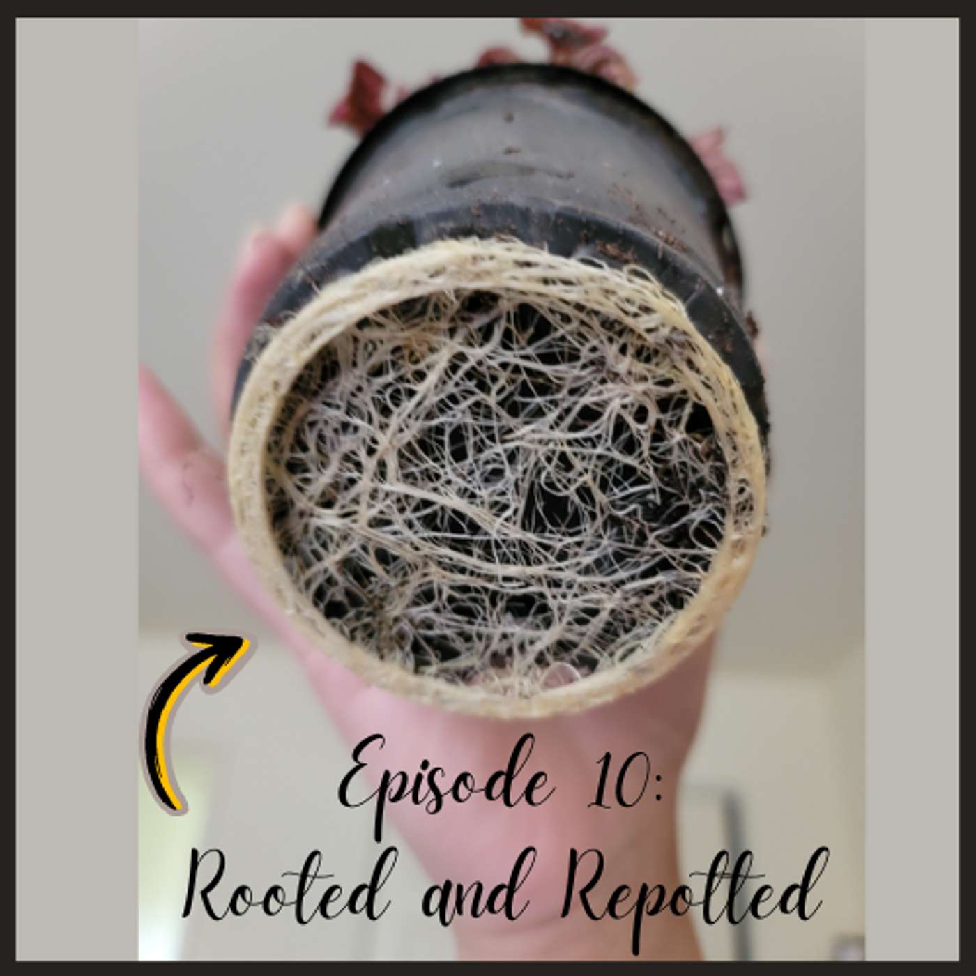 Into His Marvelous Light